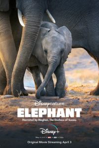 Los elefantes (2020) HD 1080p Latino